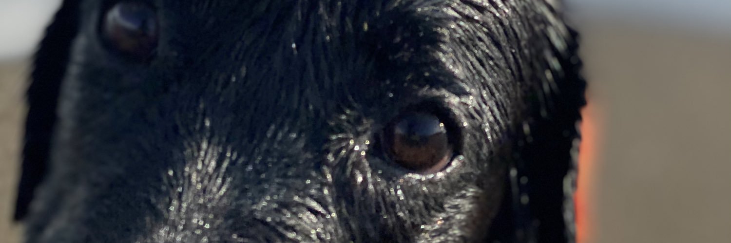 Bok banner