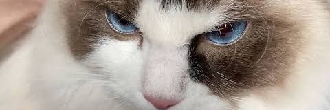 N. banner