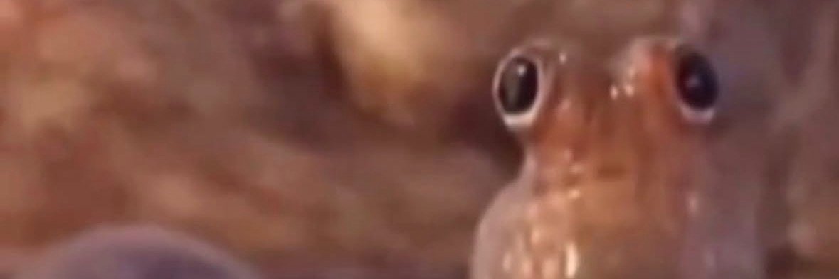 YurDucky 🦆 | 🇲🇽🇳🇮 | @Fanfest prep banner