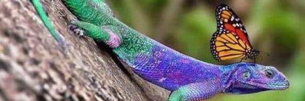 ShottyClottard Profile Banner