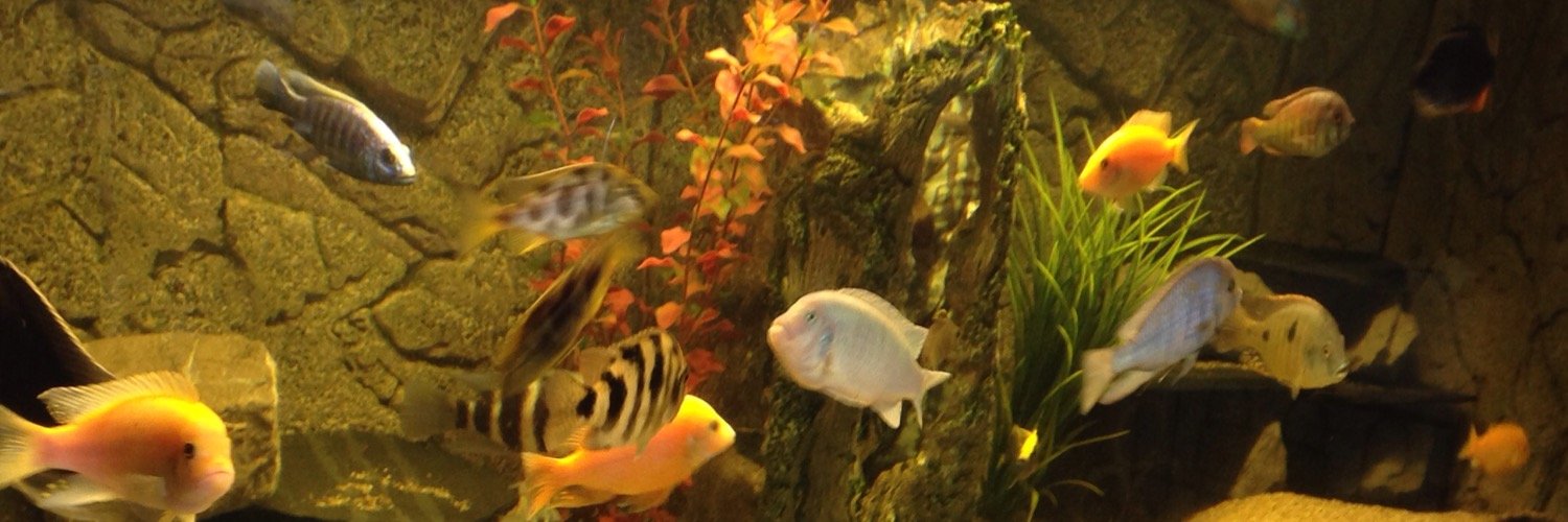 MWegbrans's profile banner image