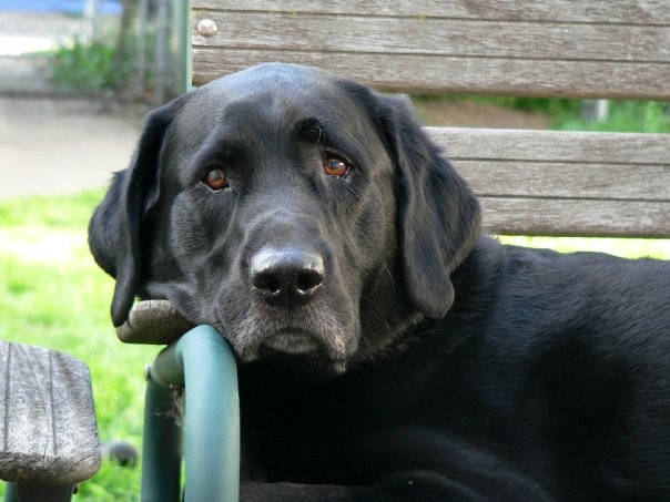 Looper 🇺🇸 🔧 ⚙️🥆@looper_repairs banner