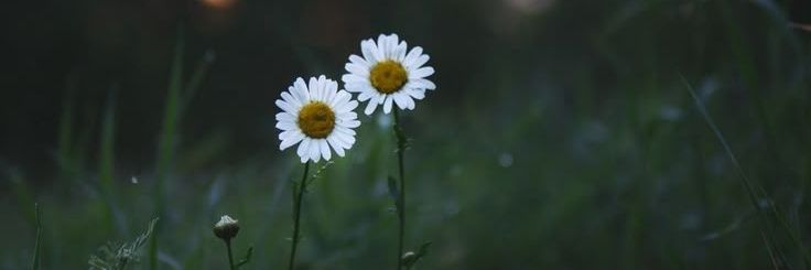 lilsuga_r's profile banner image