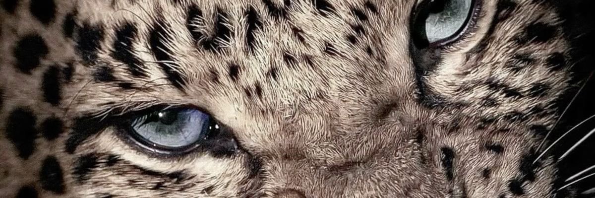 katillera's profile banner image