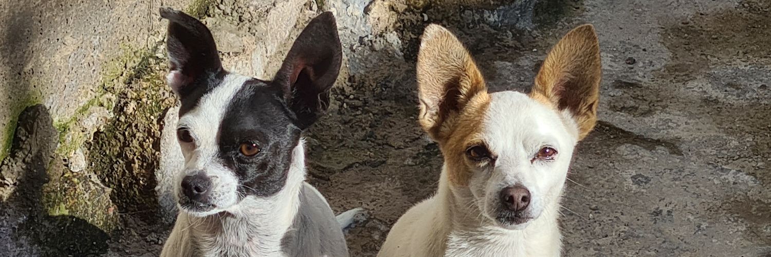 Noel_Leon_'s profile banner image