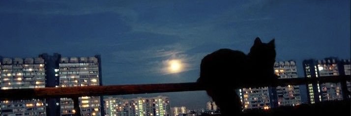 aurora ✨🪽 banner