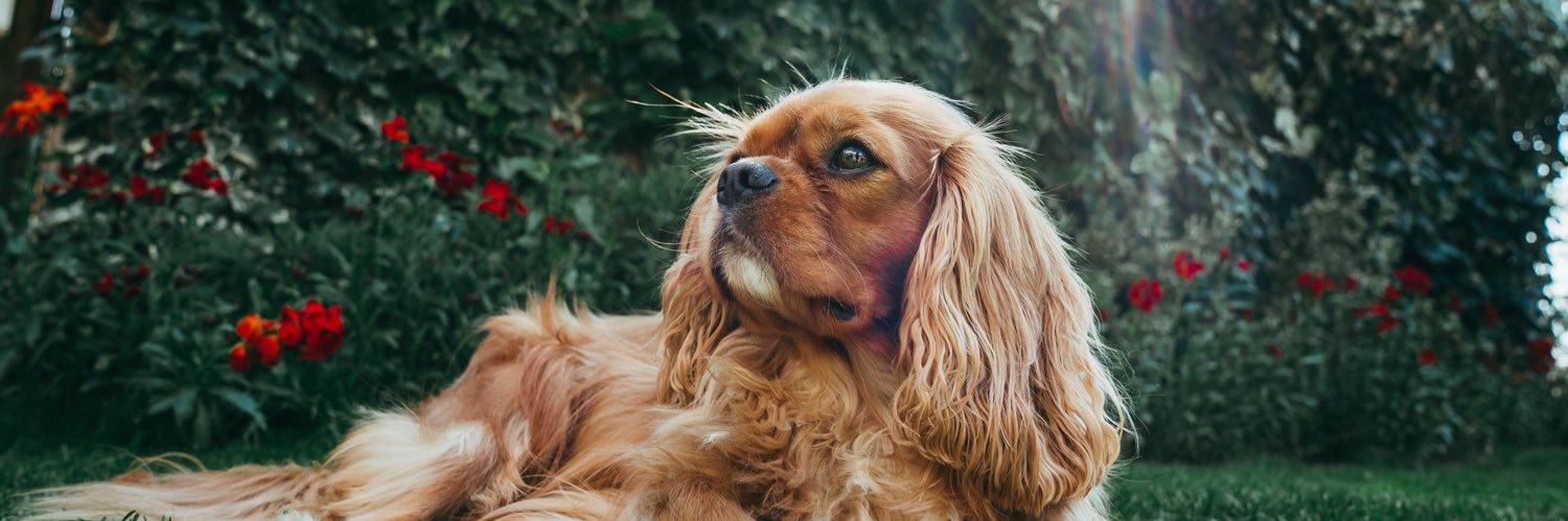 jasper the coolest cav 😎 banner