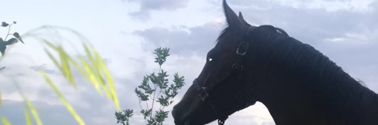 dylanfrank13's profile banner image