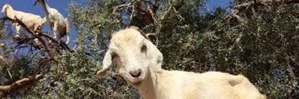 Zr4RNmD9srFOWKQ Profile Banner