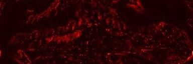 pyashkins.🎉 banner