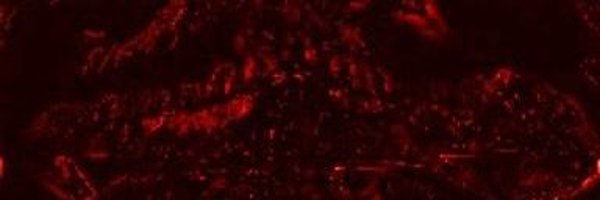 pyashkins Profile Banner