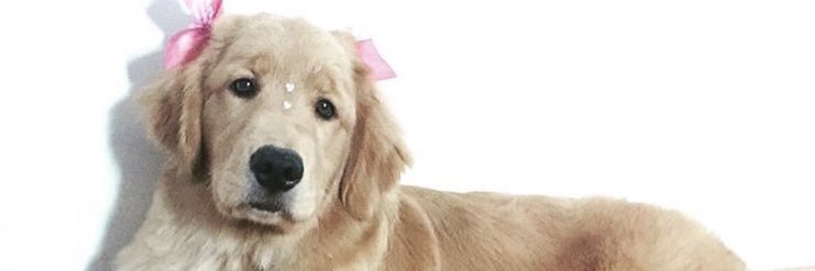 thais_smp's profile banner image