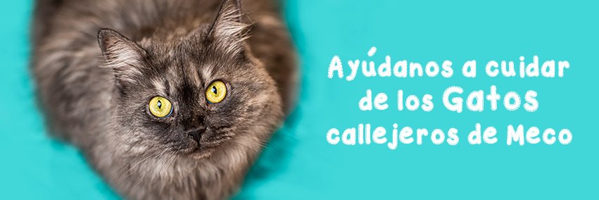 MiguelSALSOPATA's profile banner image