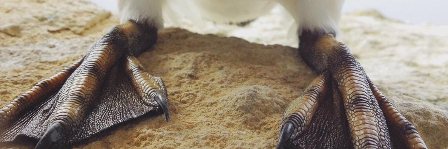 BalticSeabird's profile banner image