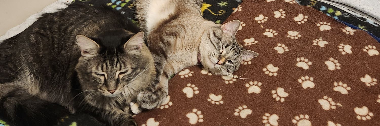 Michelle Lucero banner