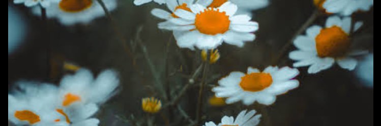 narrennn's profile banner image