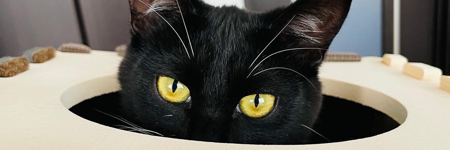 Go_Sancha's profile banner image