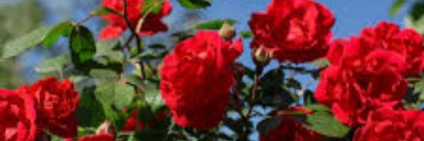 SiddhisriVerma Profile Banner