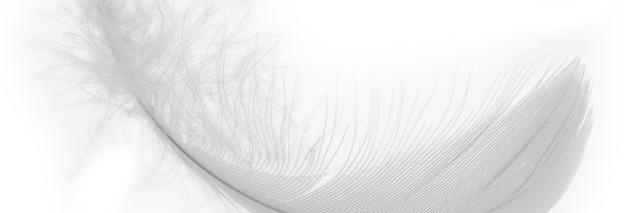 SilviaZed's profile banner image