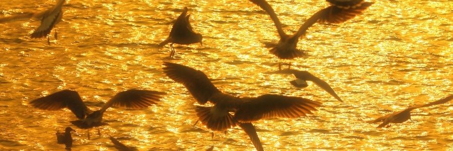 gull0625's profile banner image