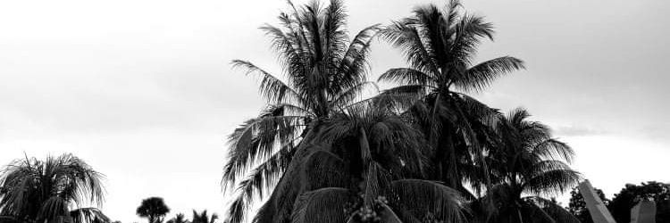 N. banner