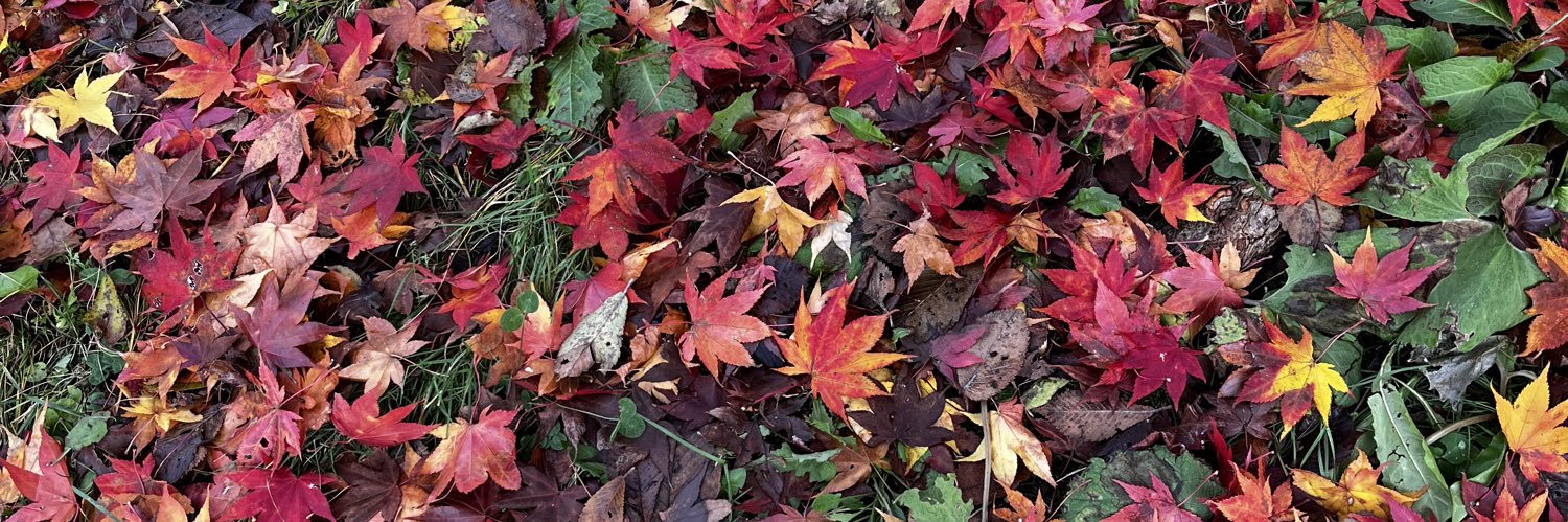 おこんばんわんわん banner