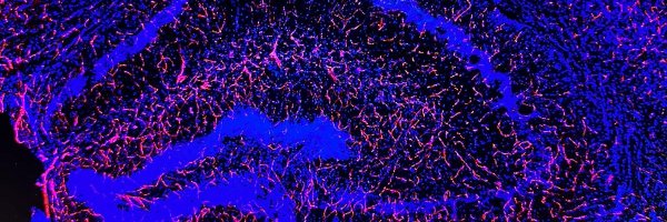 StefanoT_PhD Profile Banner