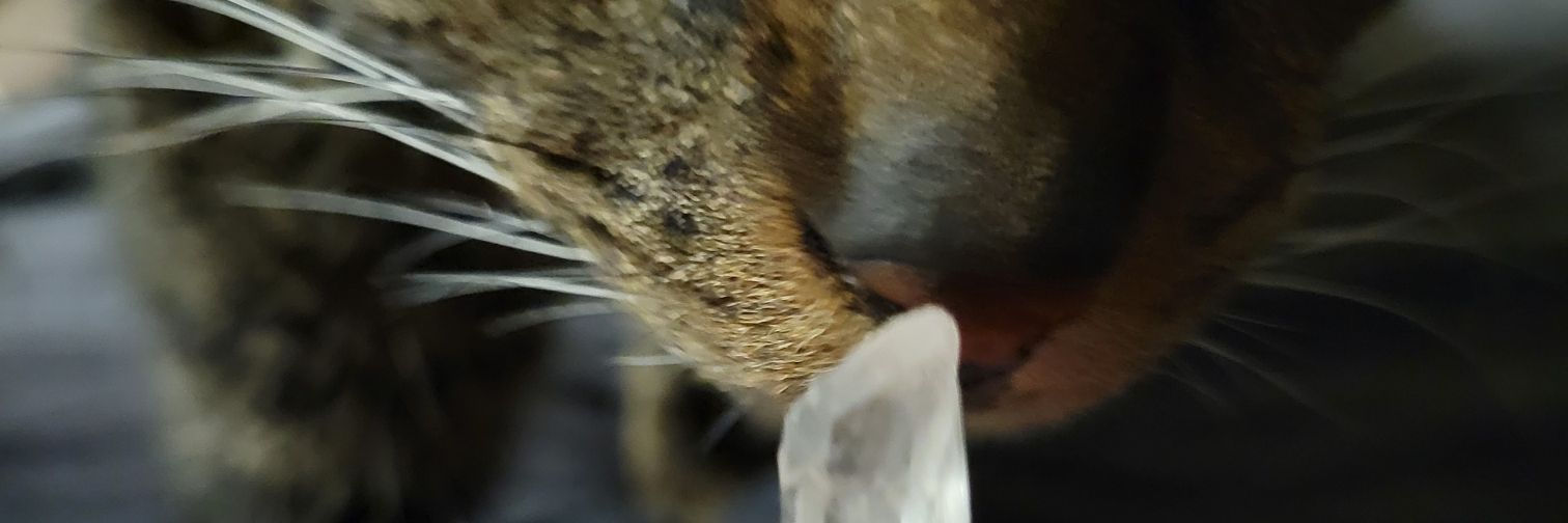 Senytha 🏳️‍⚧️ banner