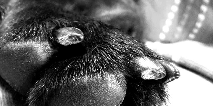 Vianee E'te banner