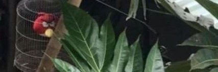 excessively mimicker dakotta banner