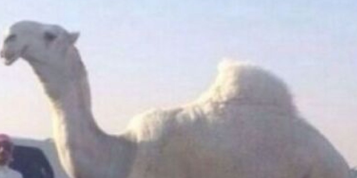 samirs708's profile banner image