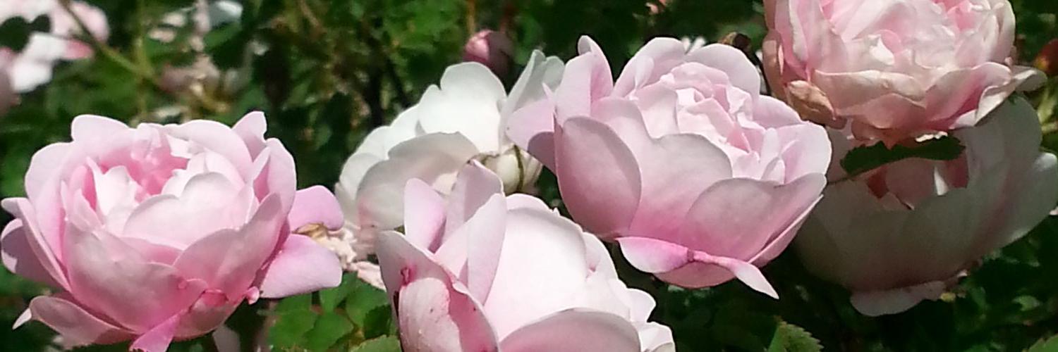 SuviLindberg's profile banner image
