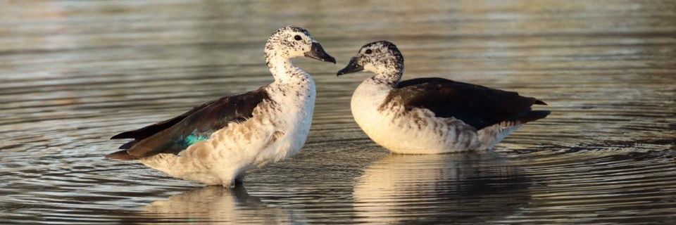 Mashudu Netsianda banner