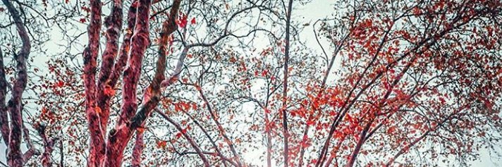 Soares banner