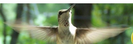 🌻 Cindy Sue Causey 🌻 banner