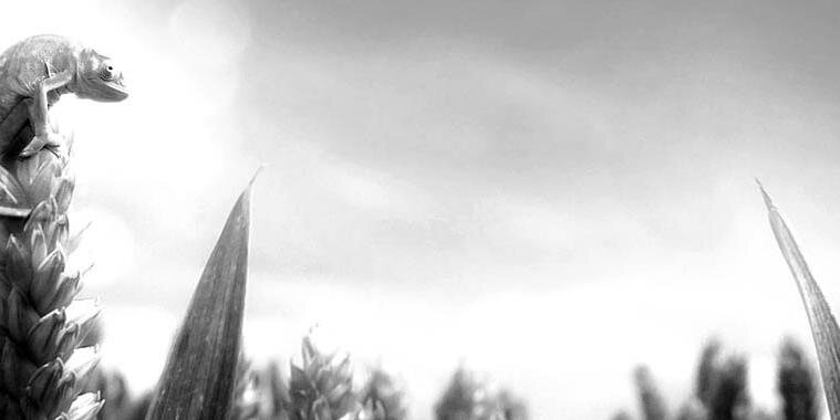 wozbe banner