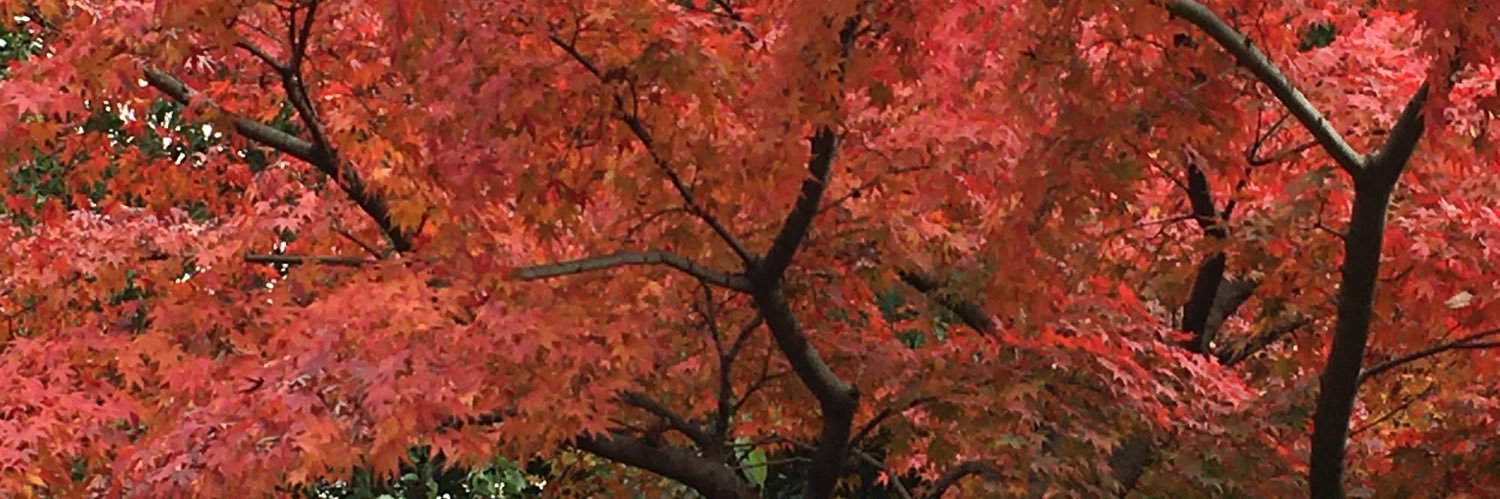 Syadosa's profile banner image