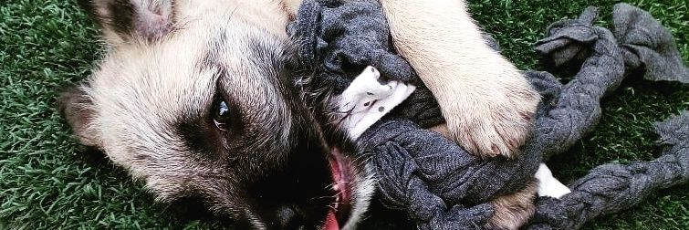 DanielPandaCL's profile banner image