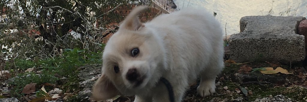 canikooooooooo's profile banner image