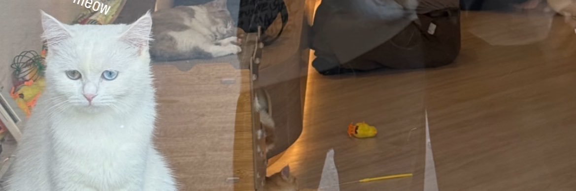 yana banner