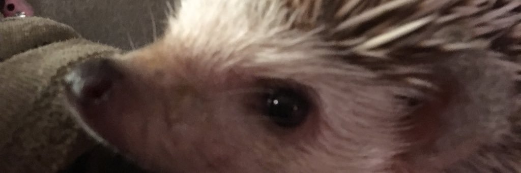 wickeddollz's profile banner image