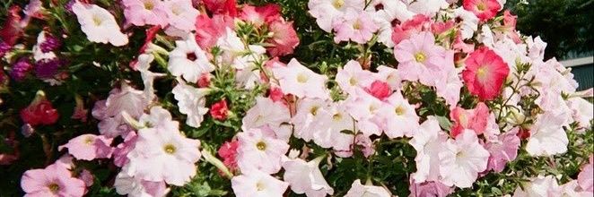 luz banner