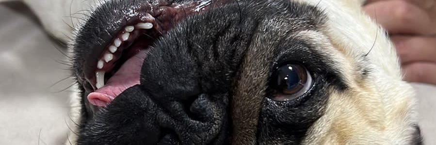 ericamaiap's profile banner image