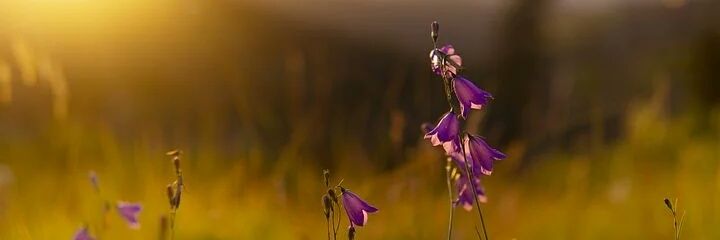 prannyka's profile banner image
