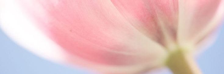 leticiadaster's profile banner image