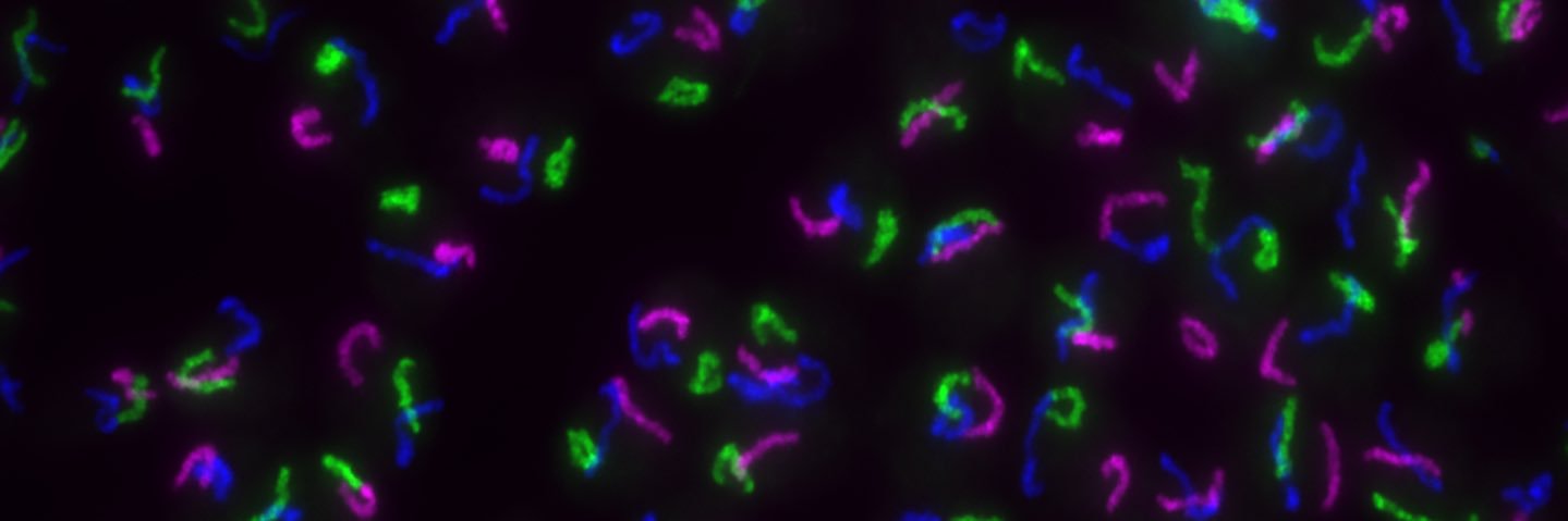 Leah Rosin (Lee-ah Rose-in) banner