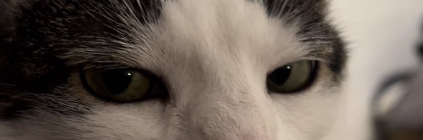 ivees____'s profile banner image