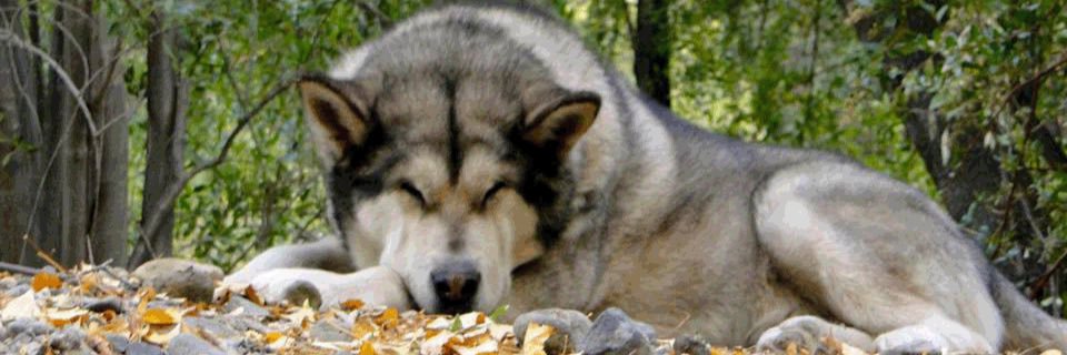 Llámenme Chavela banner