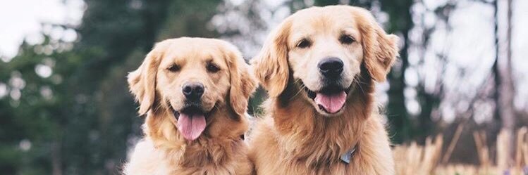 austinsou's profile banner image