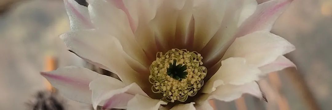 Isaura Rosas-Reinhold banner